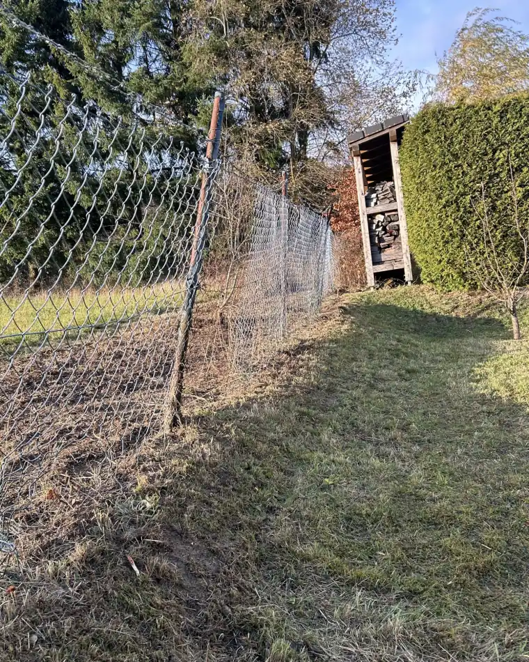 Derselbe Zaun nach dem Rückschnitt, Grundstücksgrenze wieder frei