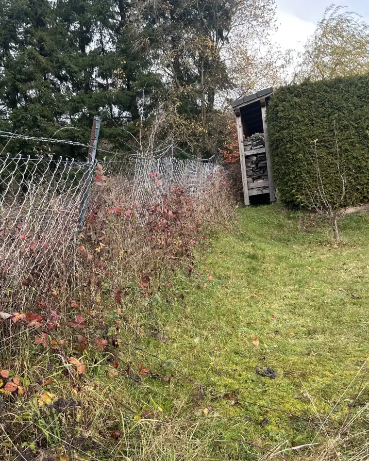 Vollständig zugewachsener Maschendrahtzaun vor dem Rückschnitt